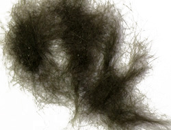 black-cat-hair