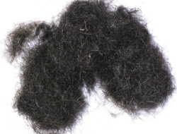 black-dog-hair
