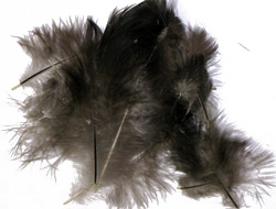 black-hen-feathers