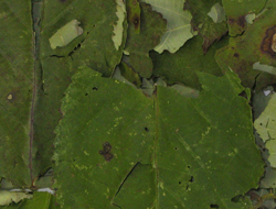 blackberry-leaf