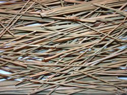 broom-straw