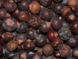 juniper-berries