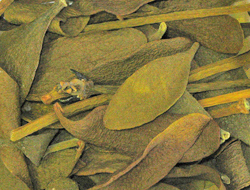 mistletoe-leaves"