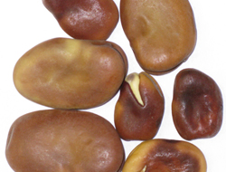 mojo-beans"