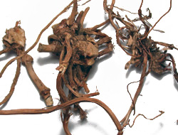 sarsaparilla-root