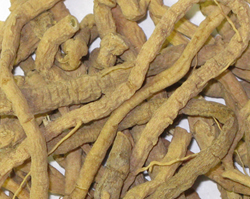 seneca-snake-root-milkwort-rattlesnake-root"