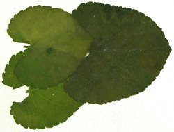violet-leaf-whole"
